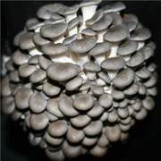 Продам грибы Вешенка
