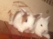 Мини-кролики Беларусь